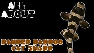 All About The Banded Bamboo Cat Shark [upl. by Ridley]