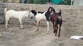 mashallah kota kids for sale resumable price kota goat viralvideos [upl. by Nichol532]