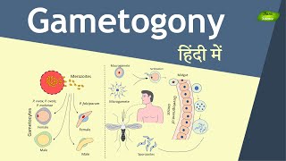 Gametogony in Plasmodium in Hindi  Malaria Transmission  Basic Science Series [upl. by Dorisa]