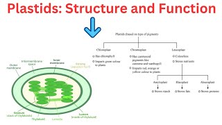 Plastids Structure and Function [upl. by Stu]