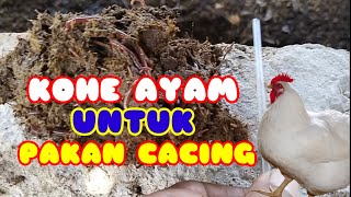 Memberi Pakan Cacing Lumbricus Rubellus Dengan Kohe Ayam Broiler ll Ternak Cacing [upl. by Iveksarap]