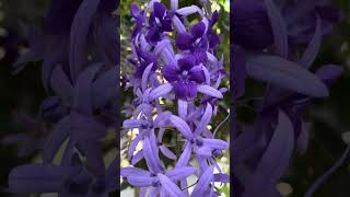 Petrea Volubilis Western Blue Bird Vine flower plantflowers floweringgarden nature flowerplants [upl. by Naylor296]