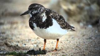 Quelques oiseaux de l île d Oléron [upl. by Nightingale]