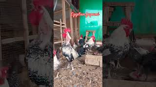 Egyptian fayoumibreeder farming chicken rooftopfarming eggs mısri egyptian [upl. by Fauch]