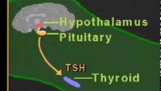 thyroid hormone physiologympg [upl. by Annmaria]