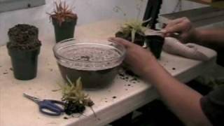 How to Repot Drosera adelae [upl. by Stevenson]