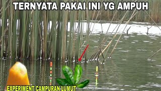 MARI KITA COBA CAMPURAN LUMUT UNTUK MANCING NILA LIAR DARI BAHAN ALAMI [upl. by Mak]