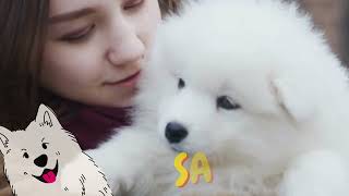 LO QUE NECESITAS SABER DEL SAMOYEDO Como cuidar y mimar a tu perro SAMOYEDO razasdeperros 🐾🐕🙌😍 [upl. by Howarth]