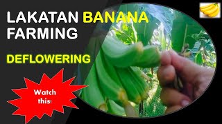 Deflowering Activity  Fruit Care 101  Lakatan Banana Farming [upl. by Berkow108]