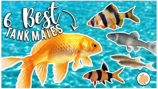 6 BEST TANK MATES For LARGE GOLDFISH  Freshwater Fish Care [upl. by Sunderland462]