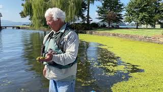 Invasive Salvinia minima Discovered in Alabamas Guntersville Lake [upl. by Acirrehs751]