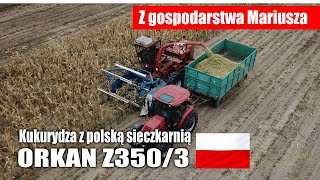 Kukurydza z polską sieczkarnią ORKAN Z3503 – Z gospodarstwa Mariusza [upl. by Hungarian871]