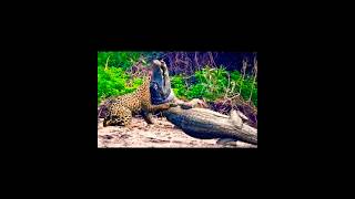 Leopard vs Crocodile [upl. by Cheadle]