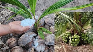 SECRETO para que tu PALMA de cocos te de fruto en poco tiempo [upl. by Electra]