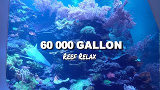 REEF RELAX  Hyper Saltwater Aquarium 240000 liter  Naturkundemuseum Karlsruhe [upl. by Urbannai636]