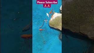 Aquarium 🪸😍🤍 trending fish srilanka kalpa video fishvideo fishvideosaquarium [upl. by Roz]