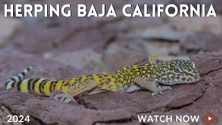 Barefoot Banded Gecko Rosy Boas Speckled Rattlesnakes and More [upl. by Yedorb]