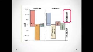 Constituyentes de los líquidos extracelular e intracelular  Danna Calderón [upl. by Oralee]