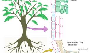 Transport de la sève dans le xylème [upl. by Raye307]