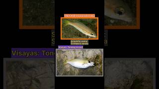 yellowstripe monocle bream Or tonong na puti scientific name Scolopsis aurata shortvideos sea [upl. by Sibbie]