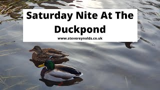 Saturday Nite At The Duckpond  The Cougars Cover by Steve Reynolds [upl. by Gunilla]