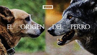 El ENIGMATICO y SORPRENDENTE origen del Perro  DOCUMENTAL [upl. by Girvin]