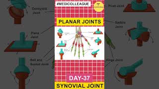 MEDICOLLEAGUE quotExploring Synovial Joints The Bodys Flexible Marvelsquot SynovialJoints 100days [upl. by Leyes]