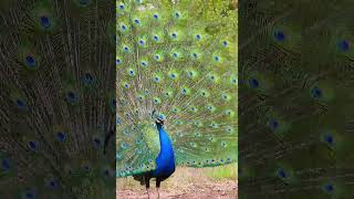 Peafowl bird loud sound call birds short [upl. by Bil]