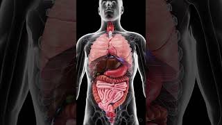 Human Organs The Machinery of Life 🧠 anatomy [upl. by Crabb]