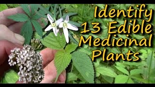 A Video Identification Guide To Edible amp Medicinal Plants  Pt 2 [upl. by Anovahs70]