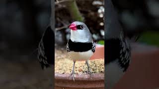 Diamond firetail finch 🤩 [upl. by Grati]