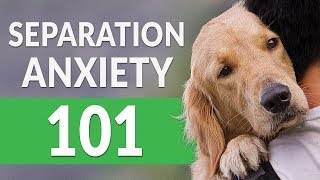 Separation Anxiety in Dogs — How You Can Help [upl. by Rihaz23]