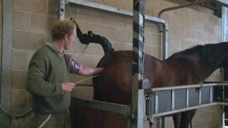 Artificial Insemination of a Mare  Instructional Video [upl. by Enait]