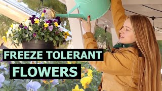 Which Flowers Grow in Winter Season  Cold Tolerant Plants [upl. by Romaine911]