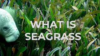 what is seagrass [upl. by Eenad]