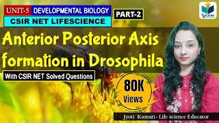 ANTERIORPOSTERIOR AXIS FORMATION IN DROSOPHILA PART2  CSIR NET DEVELOPMENTAL BIOLOGY [upl. by Ained824]