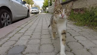 When a Stray Becomes a Friend The Happy Cats Dash to Me [upl. by Boardman]