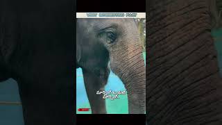 Elephant poop coffee knockout facts  shorts facts [upl. by Atkins]