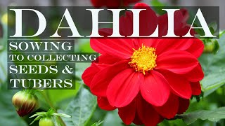 Dahlia  Sowing to Collecting Seeds and Tubers [upl. by Mcneely]