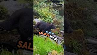 Amazing Black Bears Feeding On Salmon in Alaska adventure travelalaska alaska cruise vlog [upl. by Rebmaed]