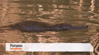 Duckbilled Platypus Ornithorhynchus anatinus  Schnabeltier [upl. by Chandal]