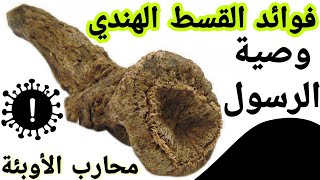 فوائد القسط الهندي الكثيرة وثلاثة طرق للعلاج به ويستعمل لمحاربة كورونا  SAUSSUREA COSTUS [upl. by Rihana590]