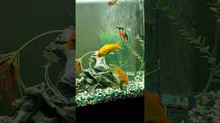 Goldfish and Pictus Catfish spotted and four line fyp viral aquarium hiphop koolinoutdoorz [upl. by Iover]