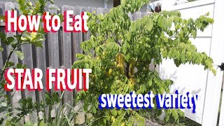 How to Eat Star fruit fresh  Carambola Kari variety  So Sweet GardenHula [upl. by Nata]