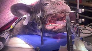 Brachycephalic obstructive airway syndrome BOAS surgery in a French Bulldog  PART 2 soft palate [upl. by Geddes]