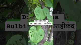 Dioscorea Bulbifera  most aphrodisiac herb [upl. by Ormsby]