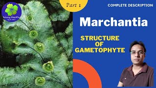 Marchantia  Structure of Gametophyte  BSc 1  MSc 1  NEET [upl. by Ball]