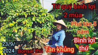 2392024☎️0786519921 Hồng Chi 👉 tứ quý ghép bình lợi 2 mùa đế thú phú tân gốc nhớt 5 mùa tàn thông [upl. by Haliak399]