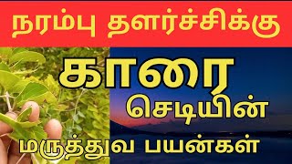 Canthium Coromandelicum  காரை செடி  Villagekaran  காரை பழம் [upl. by Akinor]