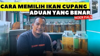 PETERNAK IKAN CUPANG ADUAN JATIASIH  NOER FALS [upl. by Enihpesoj]